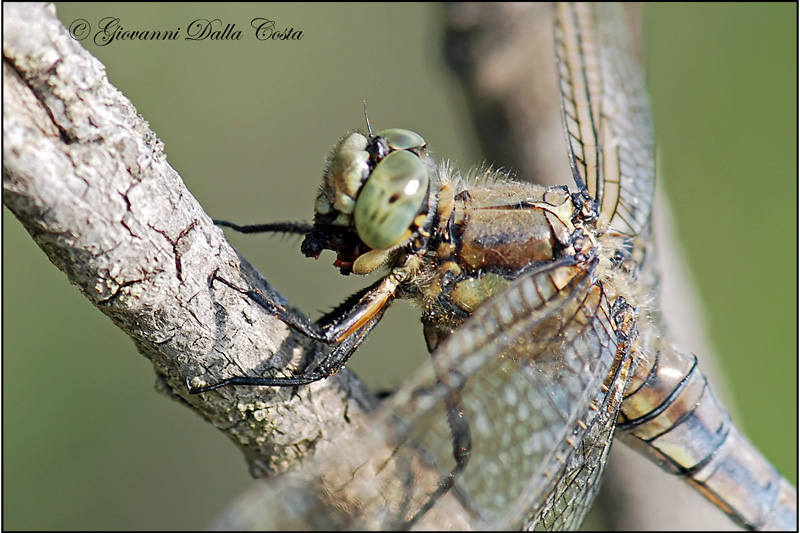 Libellula con preda - Orthetrum cancellatum, femmina